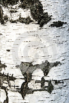 Birch bark in the background