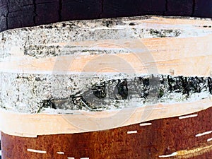 Birch bark and birch cambium close-up. Damaged birch bark. Forest protection
