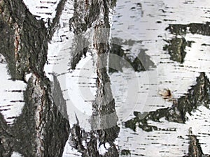 Birch bark close-up.