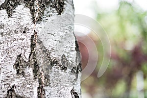 Birch bark close up picture. Birch bark in natural environment. Birch bark in park, beautiful natural environment, with many green photo