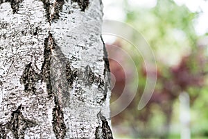 Birch bark close up picture. Birch bark in natural environment. Birch bark in park, beautiful natural environment, with many green photo