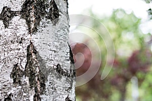 Birch bark close up picture. Birch bark in natural environment. Birch bark in park, beautiful natural environment, with many green photo