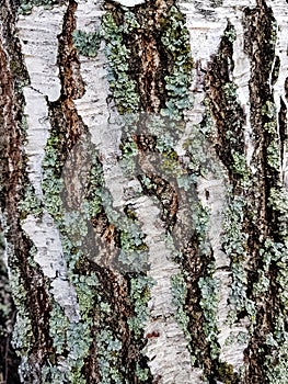 birch bark with lichen close-up, macro tree trunk. background texture