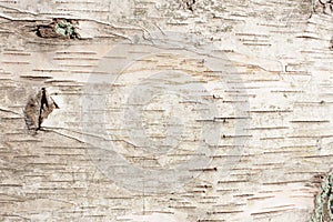 Birch bark natural texture background photo