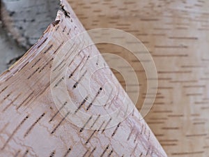 Birch Bark Peeling