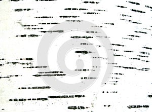 Birch bark texture