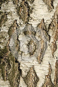 Birch bark texture