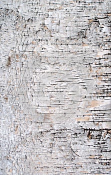 Birch Bark Texture