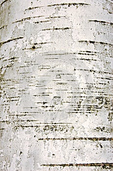 Birch bark texture