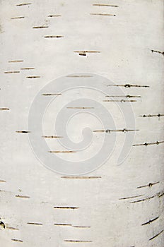 Birch bark texture