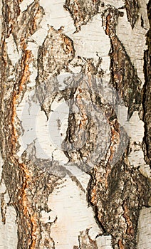Birch bark texture