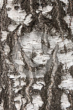 Birch bark texture as abstract background