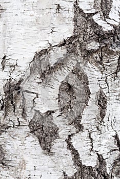 Birch bark texture background