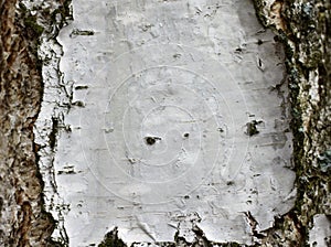 Birch bark texture background paper close up