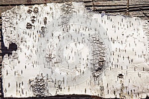 Birch bark texture