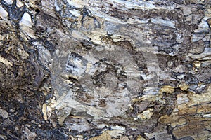 Birch bark texture