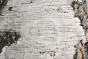 Birch bark texture natural background paper close