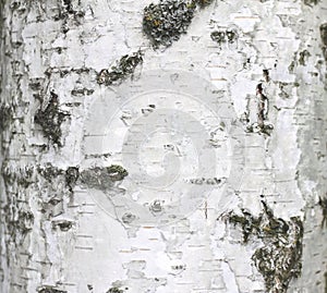 Birch bark texture natural background paper close