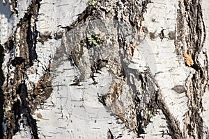 Birch bark texture natural background paper close-up