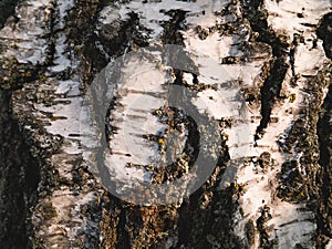 Birch Bark Texture Natural . Spring morning photo