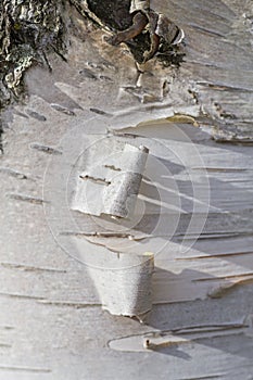 Birch bark texture