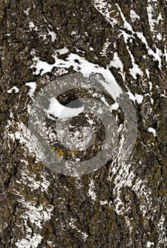 Birch bark texture in snow.