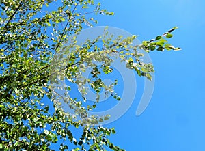 Birch Betula Tree against Brilliant Blue Sky