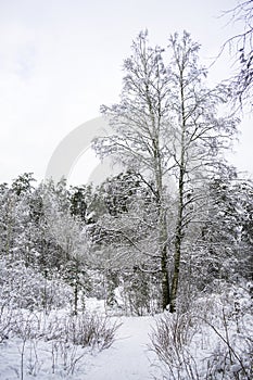 Birch with bifurcated trunks. Trees covered with snow. Winter forest landscape