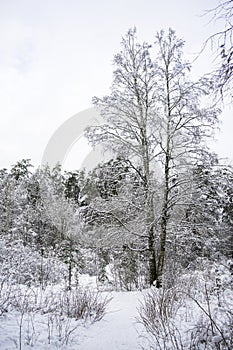 Birch with bifurcated trunks. Trees covered with snow. Winter forest landscape.