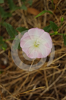 Birch bindweed plant, fresh delicate purple flower grow in the garden