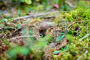 Birch bolet or Leccinum scabrum