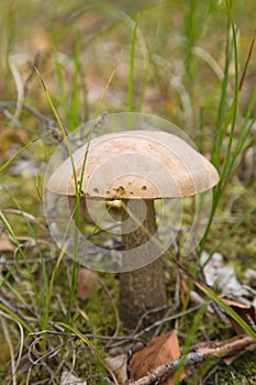 Birch bolete