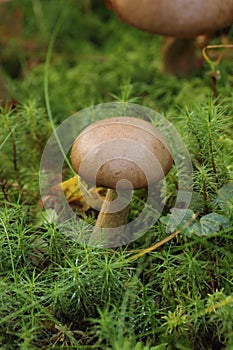 Birch Bolete