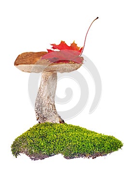 Birch bolete in green moss isolated on white photo