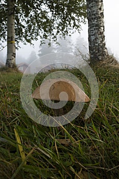 Birch bolete growing in the woods