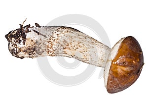 Birch Bolete, Leccinium scabrum, macro isolated