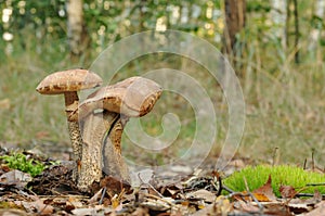 Birch bolete (Leccinum scabrum)