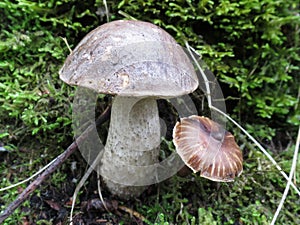 Birch Bolete - Leccinum scabrum