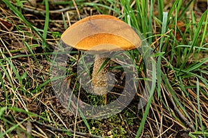 Birch bolete Leccinum scabrum with characteristic orange cap growing in forest grass