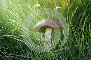 Birch bolete Leccinum scabrum mushroom, also known as rough-stemmed bolete or scaber stalk in European forest