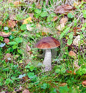 Birch Bolete (Leccinum scabrum) Mushroom in Autumn Forest