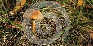 Birch bolete Leccinum scabrum mushroom growing in forest grass