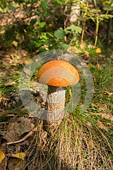 Birch bolete Leccinum scabrum mushroom, or rough-stemmed bolete or scaber stalk