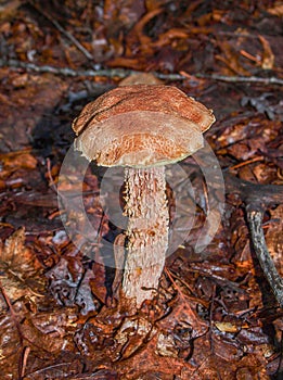 Birch Bolete Mushroom Leccinum Scabrum
