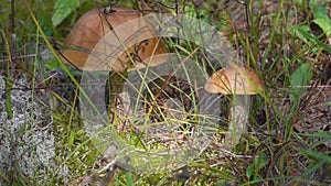 Birch Bolete Mushrooms Leccinum scabrum Growing in Forest