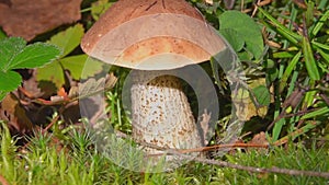 Birch Bolete Mushrooms Leccinum scabrum Growing in Forest