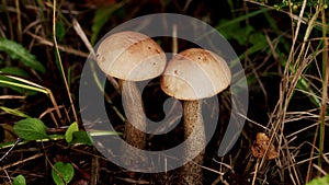 Birch bolete mushrooms, leccinum scabrum, growing in forest. Mushroom, leccinum versipelle, grows in the grass in the