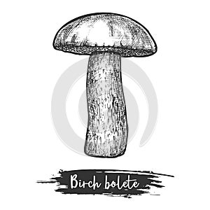 Birch bolete or rough-stemmed mushroom vector sketch