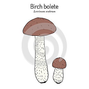 Birch bolete or scaber stalk Leccinum scabrum , edible mushroom