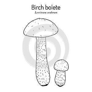 Birch bolete or scaber stalk Leccinum scabrum , edible mushroom